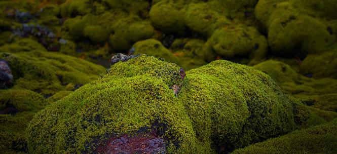 探秘地衣植物的生命之谜（解析地衣植物结构、生长、分类及应用）